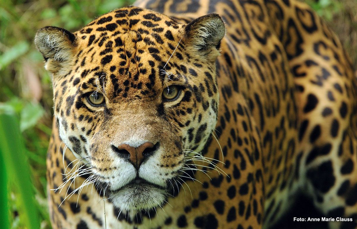 El Yaguarete Panthera Onca