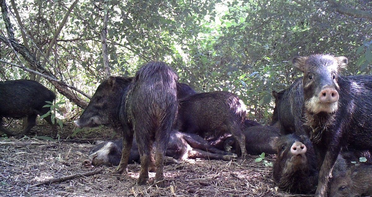 Sus Presas Red Yaguarete